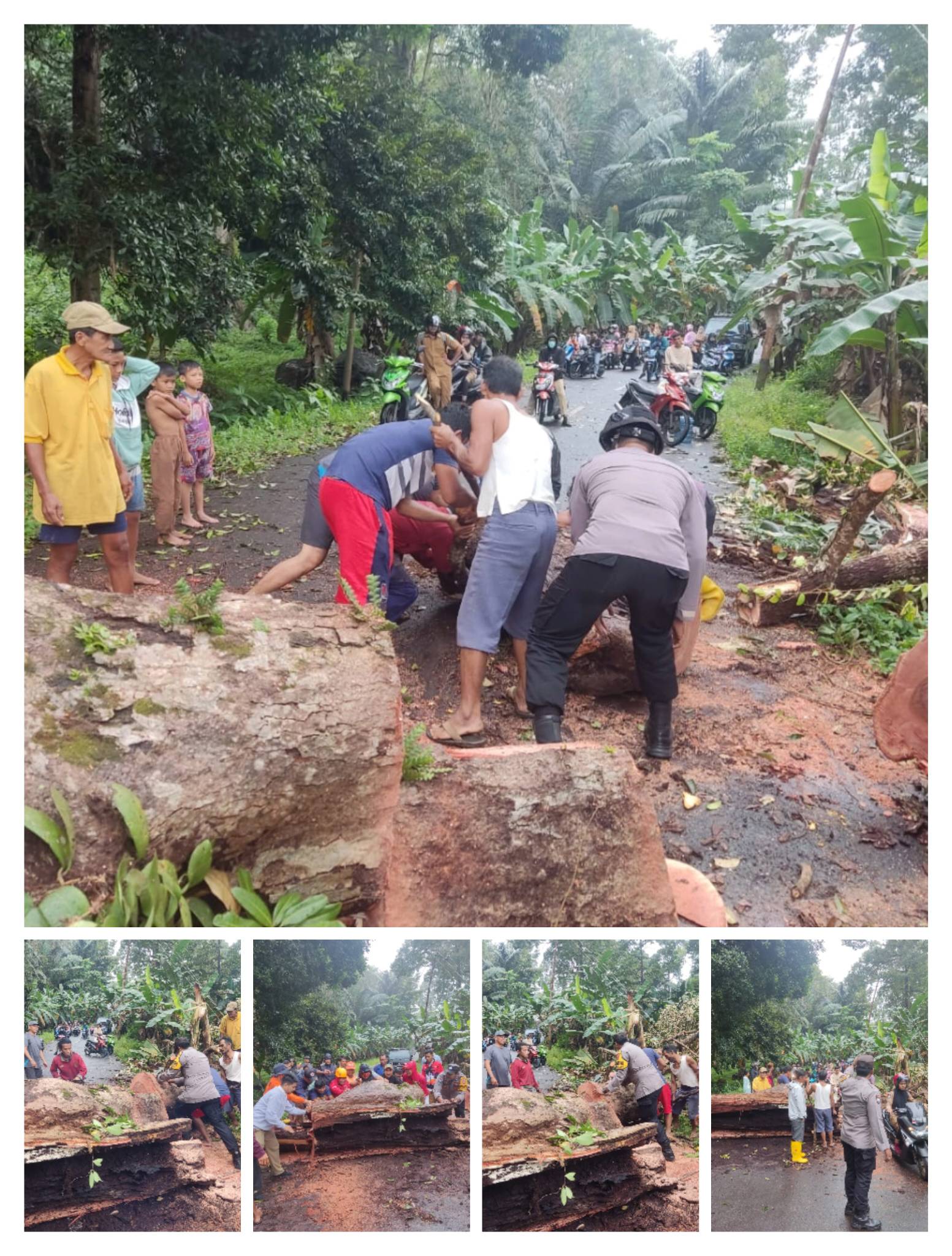 Bersama Warga Bhabinkamtibmas saat Evakuasi pohon tumbang akibat angin kencang, Senin (30/01/23)./f.dok.Humas Polres Anambas.