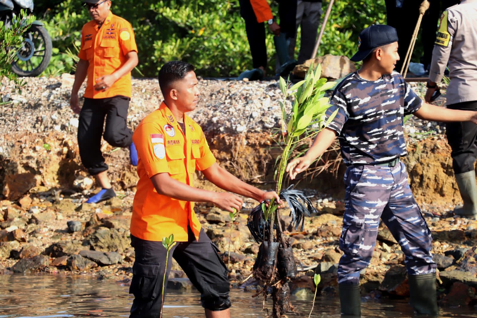 HUT Basarnas ke- 51, KKP Natuna tanam pohon Mangrove, di Kota tua Penagi Kelurahan Bandarsyah Kecamatan Bunguran Kabupaten Natuna. Selasa (14/2/2023)./f.dok.Redaksi.