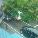 Kondisi Mobil yang tertimpa pohon besar di Jalan Engku Putri Tanjungpinang, Jum'at (03/03/2023) / F. Ist.