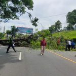 Dok. F/ petugas sedang membersihkan pohon yang tumbang di jalan lintas sumatra.